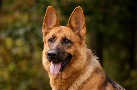 alsatian dog video|types of alsatian dogs.